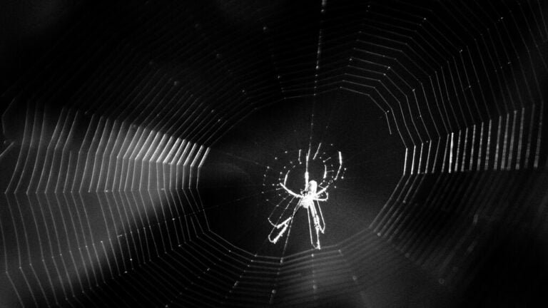 Dark Web